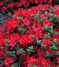 HINO CRIMSON KURUME AZALEA