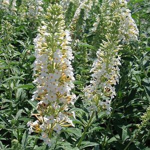 SILVER FROST BUTTERFLY BUSH