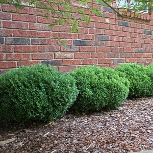 GREEN VELVET BOXWOOD