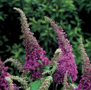 PEACOCK™ BUTTERFLY BUSH