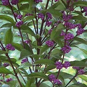 PURPLE PRIDE BEAUTYBERRY