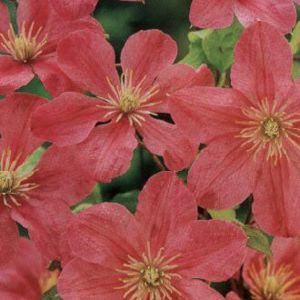 COMTESSE DE BOUCHAUD CLEMATIS