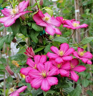 ERNEST MARKHAM CLEMATIS