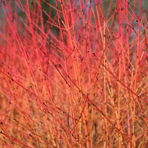WINTER FLAME DOGWOOD