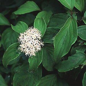DWARF KELSEY DOGWOOD