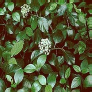 BARBARA ANN CLIMBING HYDRANGEA