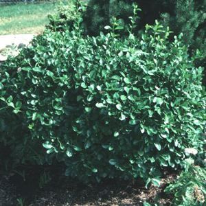 PAULI EUONYMUS