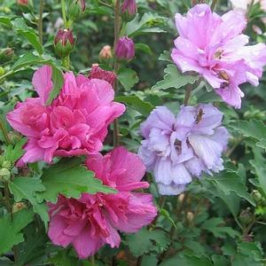 TRICOLOR DOUBLE ALTHEA