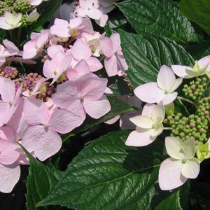 BITS OF LACE HYDRANGEA