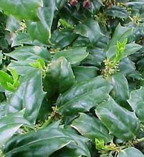 CHINA PRINCE HOLLY