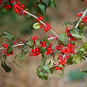 WARREN'S RED POSSUMHAW HOLLY