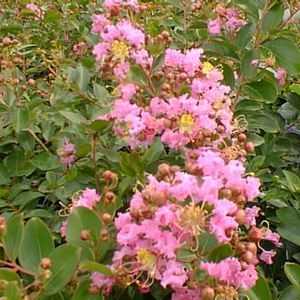 SACRAMENTO WEEPING CRAPEMYRTLE