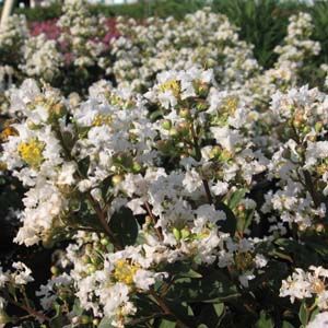 WHITE CHOCOLATE CRAPEMYRTLE