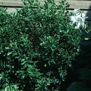 BAYBERRY