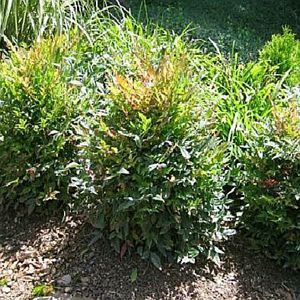 GULF STREAM NANDINA
