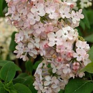 MAIDEN'S BLUSH LILAC