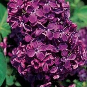 ARCH MCKEON LILAC