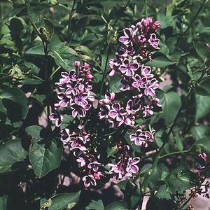 SENSATION LILAC
