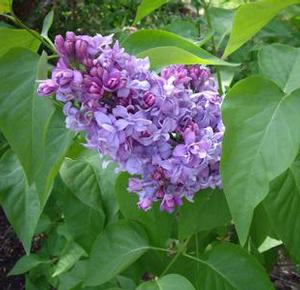 WEDGEWOOD BLUE LILAC