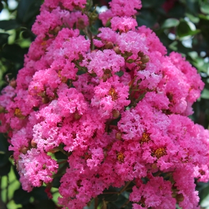 PINK VELOUR® CRAPEMYRTLE