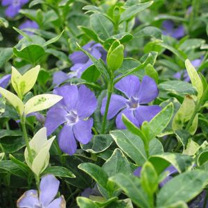 RALPH SHUGERT VINCA