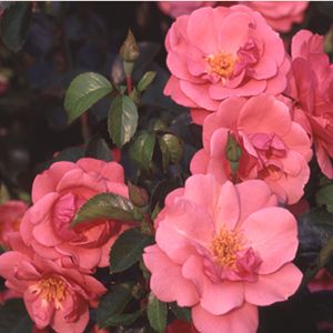 LADY ELSIE MAY™ SHRUB ROSE