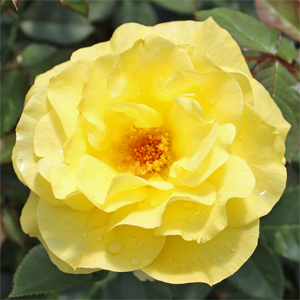 SUNSPRITE FLORIBUNDA SHRUB ROSE