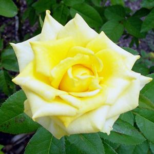 GRANDMA'S YELLOW SHRUB ROSE