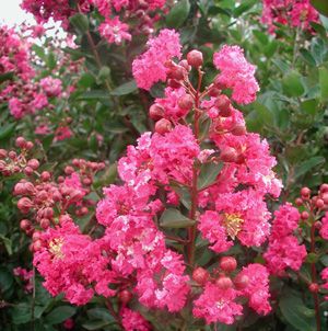 RASPBERRY SUNDAE® CRAPEMYRTLE
