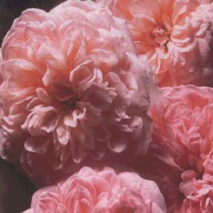 ABRAHAM DARBY ENGLISH ROSE