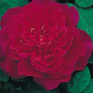 SOPHY'S ROSE ENGLISH ROSE
