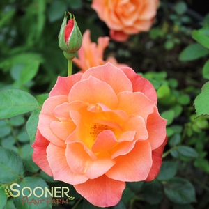 LIVIN' EASY SHRUB ROSE