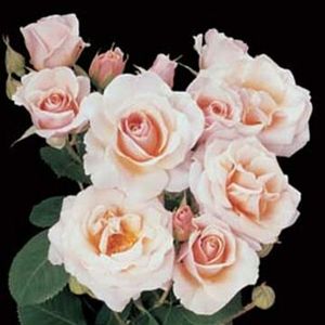 PRETTY LADY FLORIBUNDA ROSE