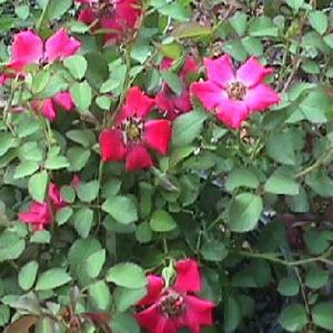 RED MEIDILAND® ROSE