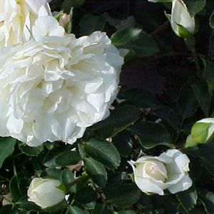 WHITE MEIDILAND® ROSE