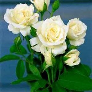 ICEBERG ROSE