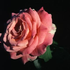 CHICAGO PEACE HYBRID TEA ROSE