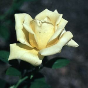 HELMUT SCHMIDT HYDBRID TEA ROSE
