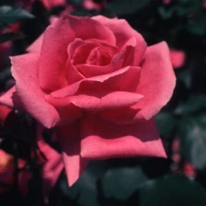 PINK PEACE HYBRID TEA ROSE