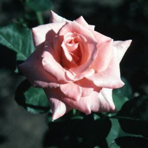 SONIA GRANDIFLORA ROSE