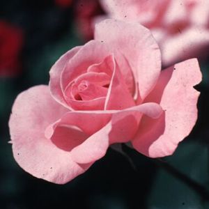 TIFFANY HYBRID TEA ROSE