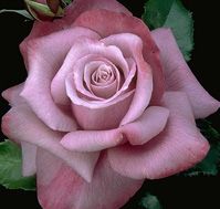BARBRA STREISAND HYBRID TEA ROSE