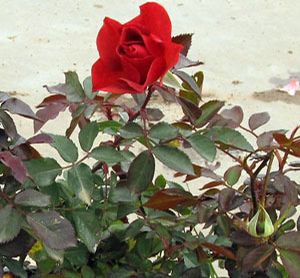 CINCO DE MAYO FLORIBUNDA ROSE