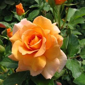 HONEY PERFUME FLORIBUNDA ROSE