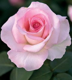 PINK PROMISE HYBRID TEA ROSE