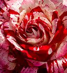 ROCK & ROLL GRANDIFLORA ROSE