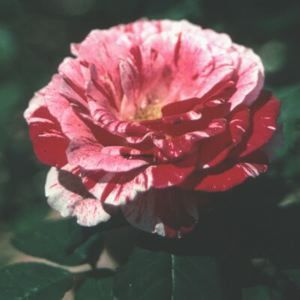 SCENTIMENTAL FLORIBUNDA ROSE