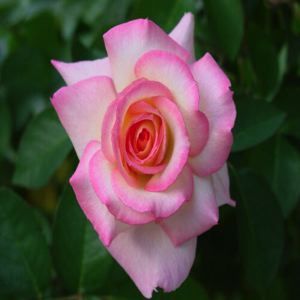 SECRET HYBRID TEA ROSE