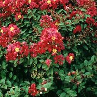 TIGHTWAD® CRAPEMYRTLE