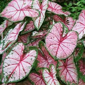 APPLE BLOSSOM CALADIUM